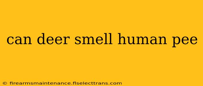 can deer smell human pee